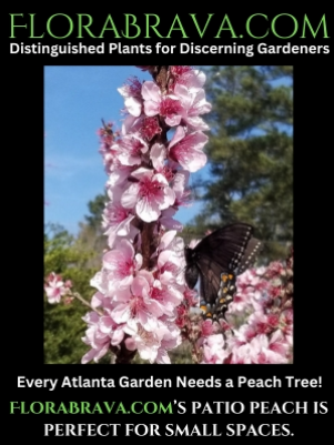 FloraBrava.com  Distinquished Plants for Discerning Gardeners
